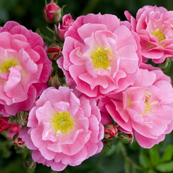 Роза Magic Meidiland, ярко-розовый, шраб (почвопокровная), Meilland