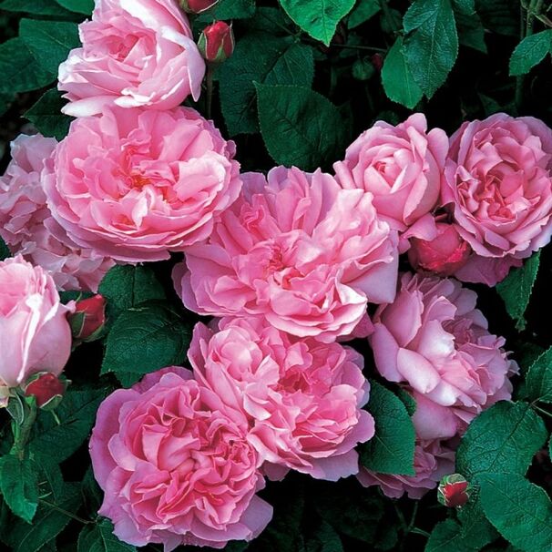 Роза Mary Rose, нежно-розовый, шраб, Austin