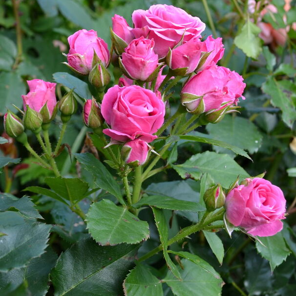 Роза Lovely Lydia, насыщенно-розовый, флорибунда, Interplant