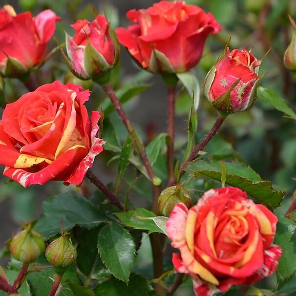 Роза Fire Flash, красно-желтый, флорибунда, Interplant