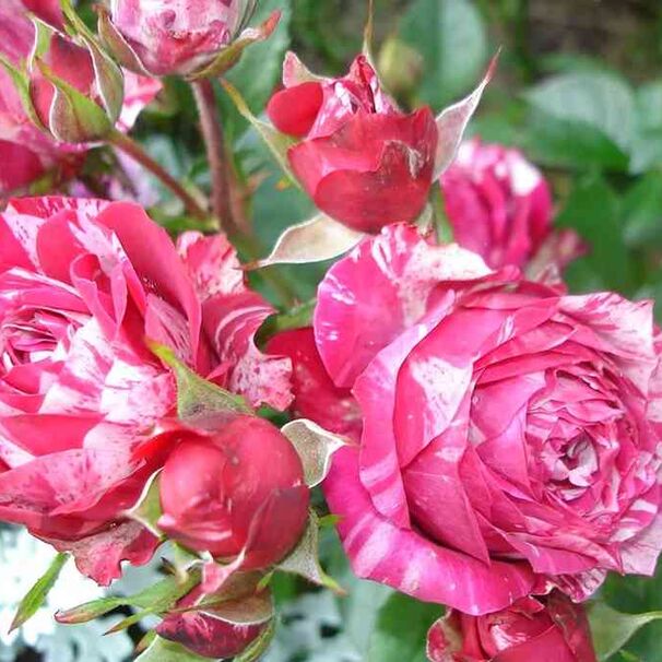 Роза Arrow Folies, малиново-белый, флорибунда, Zary