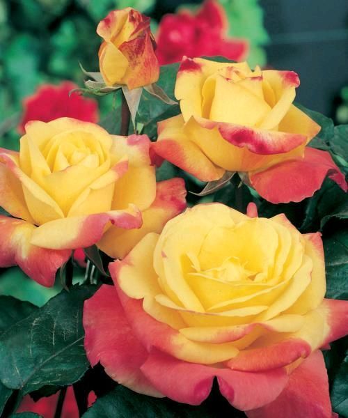 Роза Horticolor, желто-малиновый, чайно-гибридная, Laperriere