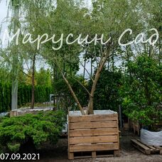 Ива Фантазия, h450-500, d300-350, RB/C, Куст