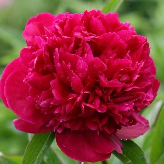 Пион молочноцветковый Red Sarah Bernhardt, пурпурно-красный