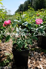 Роза Angela, C3,5, розово-малиновый, флорибунда, Kordes
