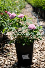 Роза Jacques Cartier (парковая), C3,5, розовый, шраб, Moreau-Robert