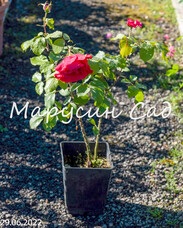 Роза Papa Meilland, C3,5, темно-красный, чайно-гибридная, Meilland