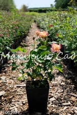 Роза Samaritan, C3,5, розово-абрикосовый, чайно-гибридная, Harkness