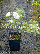 Роза бедренцеволистная (колючайшая) Stanwell Perpetual, C3,5, нежно-розовый, шиповники и парковые, Lee