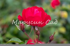 Роза Mainaufeuer, C3,5, ярко-красный, шраб, Kordes