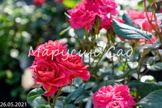 Роза Lovely Lydia, C12,5, насыщенно-розовый, флорибунда, Interplant