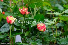 Роза Fire Flash, C12,5, красно-желтый, флорибунда, Interplant