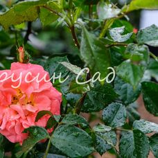 Роза Gebruder Grimm, C12,5, оранжево-красный, флорибунда, Kordes