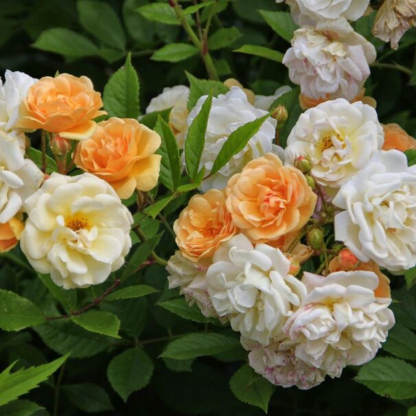 Роза Ghislaine de Feligonde, абрикосовый, плетистая, Turbat