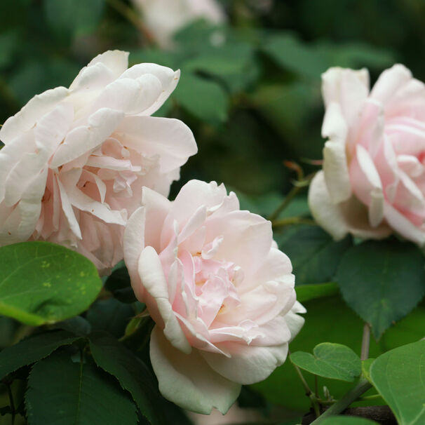 Роза Madame Alfred Carriere, бледно-розовый, плетистая, Schwartz