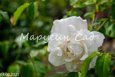 Роза Madame Alfred Carriere, C30, бледно-розовый, плетистая, Schwartz