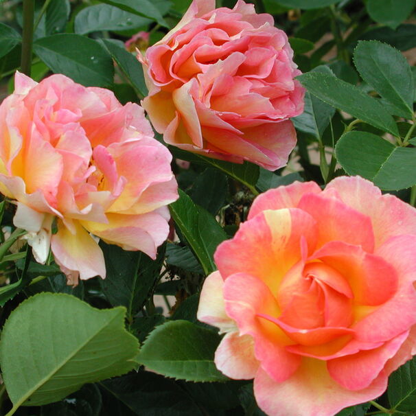Роза La Rose des Impressionnistes, оранжево-абрикосовый, флорибунда, Michel Adam