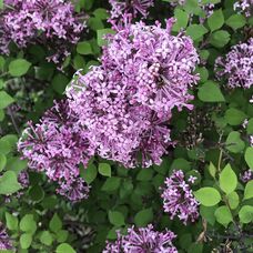 Сирень Мейера Flowerfesta purple