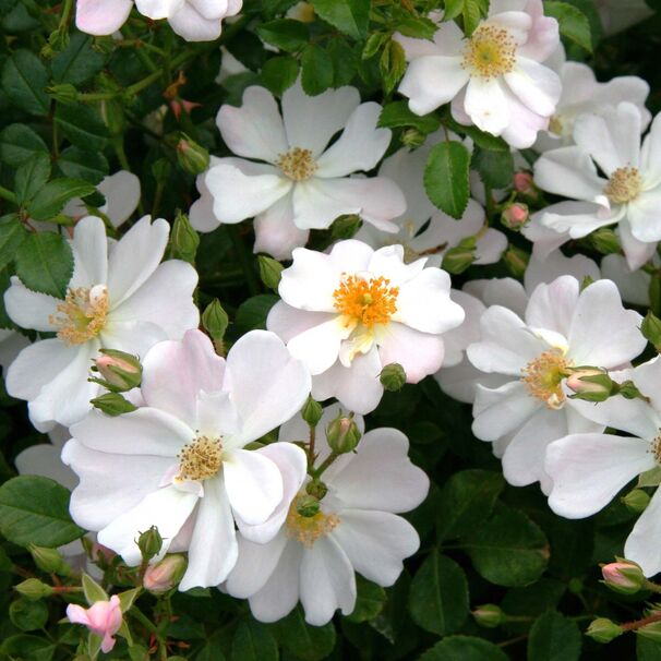 Роза Medeo, белый, почвопокровная, Kordes