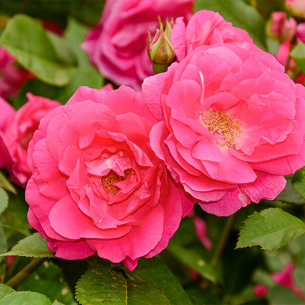 Роза Morden Centennial (канадская), ярко-розовый, шраб, Marshall