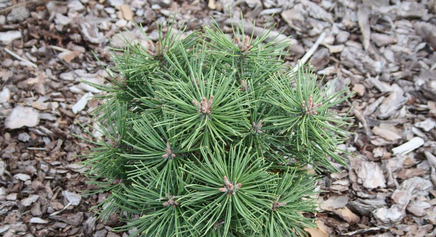 Pinus uncinata Pest