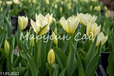 Тюльпан Фостера Purissima h40, белый, март-апрель, 12/+, 10, 80, Весна