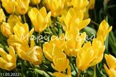 Тюльпан Фостера Yellow Purissima h40, желтый, 12/+, 10, 80, Весна