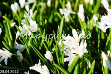 Хионодокса luciliae Alba h10, белый, 5/+, 10, 200, Весна