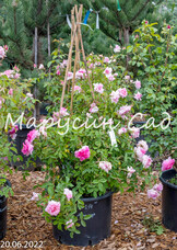 Роза The Mayflower, C30, розовый, шраб, Austin