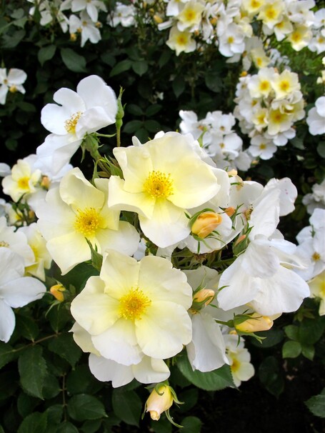 Роза Kew Gardens, белый, шраб, Austin