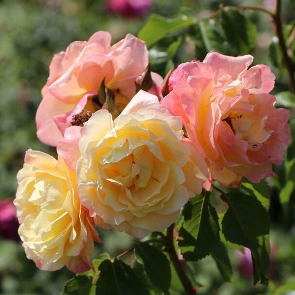 Роза Moonlight, розово-желтый, плетистая, Kordes
