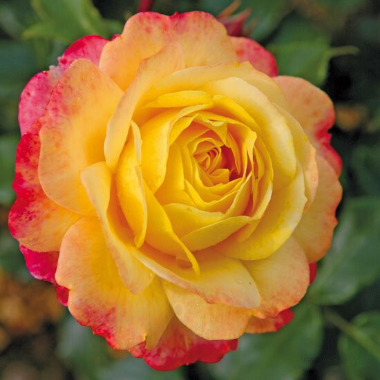 Роза Rose der Hoffnung, желто-малиновый, флорибунда, Kordes