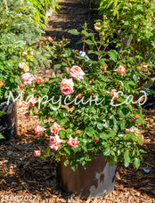 Роза Augusta Luise, C30, абрикосово-розовый, чайно-гибридная, Tantau