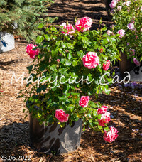 Роза Bonica, C30, нежно-розовый, шраб (почвопокровная), Meilland