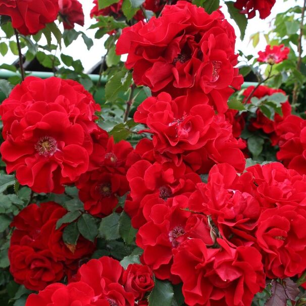 Роза Roter Korsar, красный, шраб, Kordes