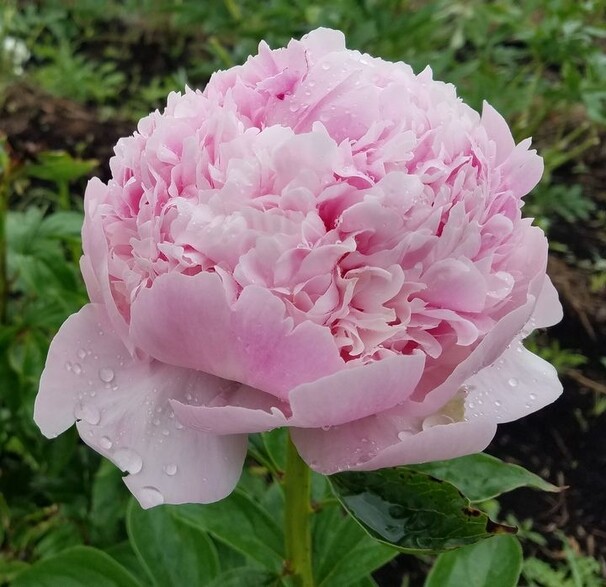Пион Myrtle Gentry, бледно-розовый