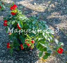 Роза Alpengluhen, C7, красный, почвопокровная, Tantau