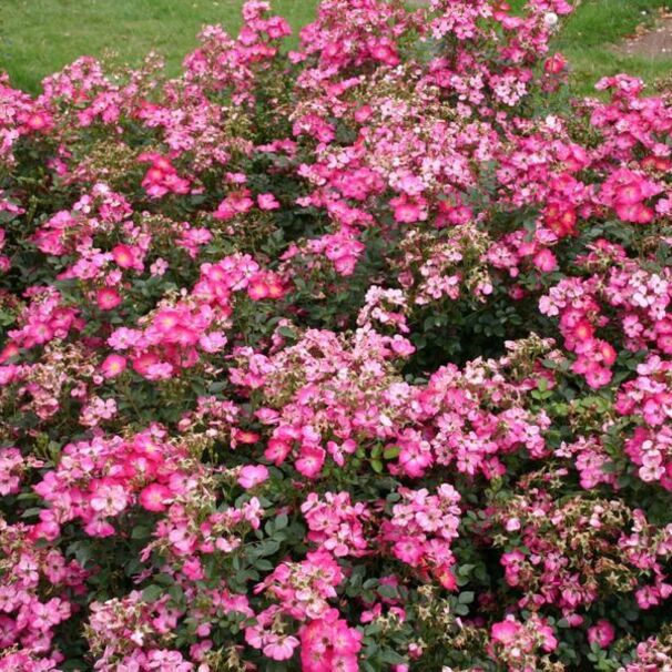 Роза Lupo, пурпурный, флорибунда, Kordes
