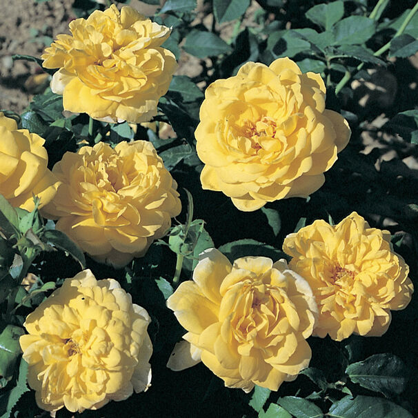 Роза Yellow Hammer, нежно-желтый, флорибунда, Samuel Darragh McGredy