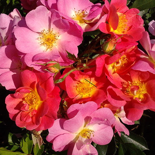 Роза Beauregard, красно-розовый, флорибунда, Velle