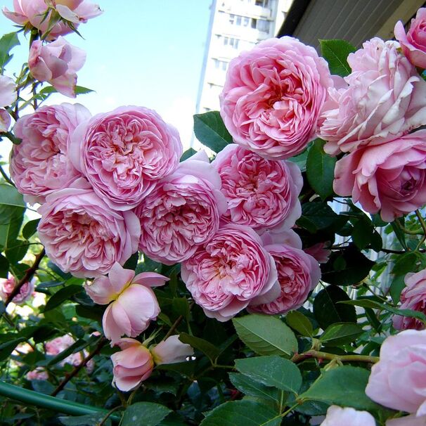 Роза Sonia Rykiel, розово-абрикосовый, шраб, Massad