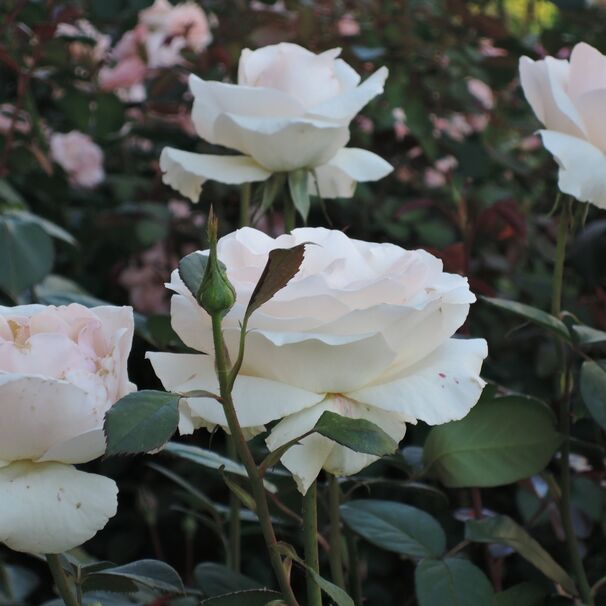 Роза Helena Renaissance, бледно-розовый, шраб, Olesen