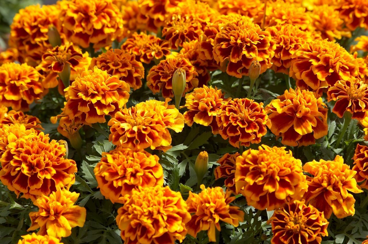 Оранжевые Садовые Цветы