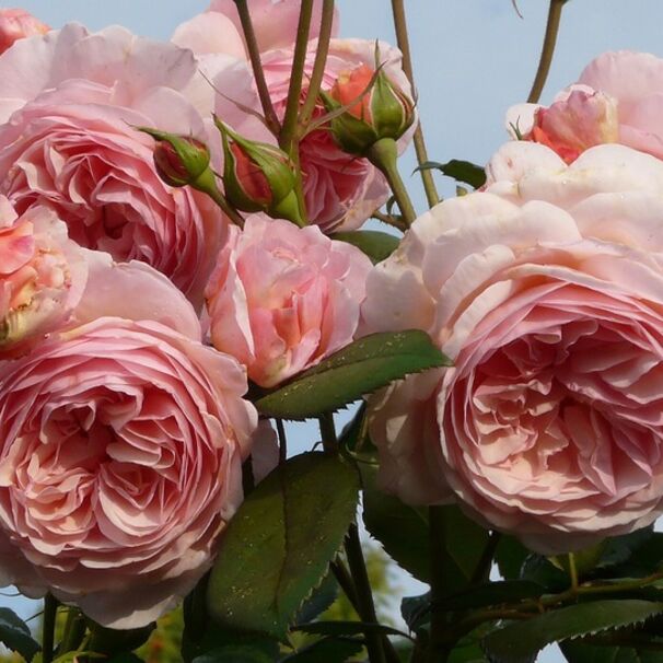 Роза A Shropshire Lad, нежно-розовый, шраб, Austin