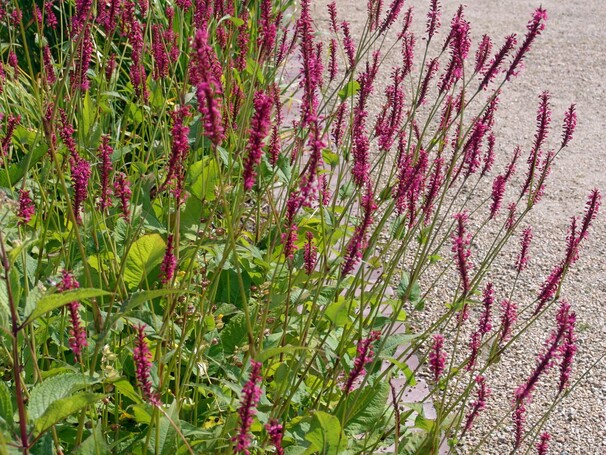 Горец свечевидный Speciosa, красный