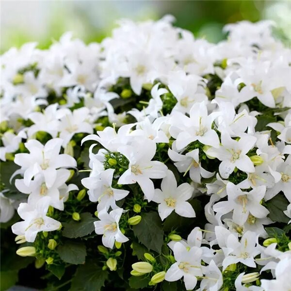 Колокольчик Портеншлага Clockwise white blush