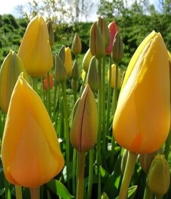 Тюльпан Простой поздний Muscadet h65, желтый, июнь, 10, 60