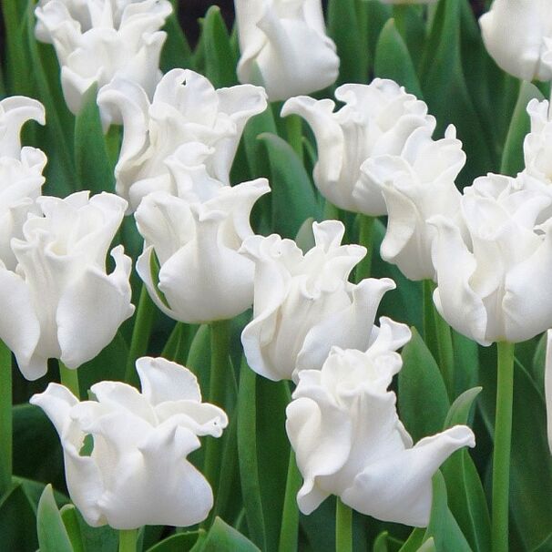 Тюльпан Триумф White Liberstar h45, белый, апрель, 10, 80