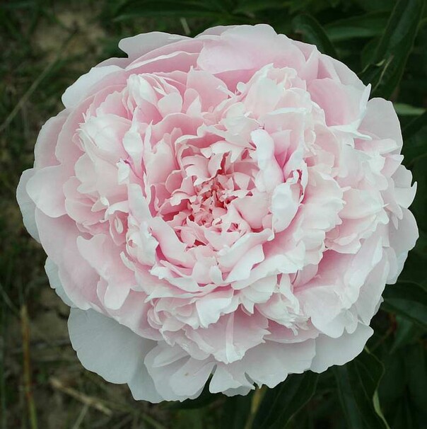 Пион Alice Harding , бледно-розовый
