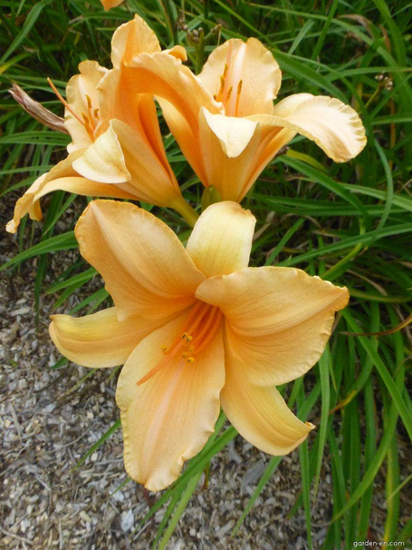 Лилейник Ruffled Apricot, абрикосовый